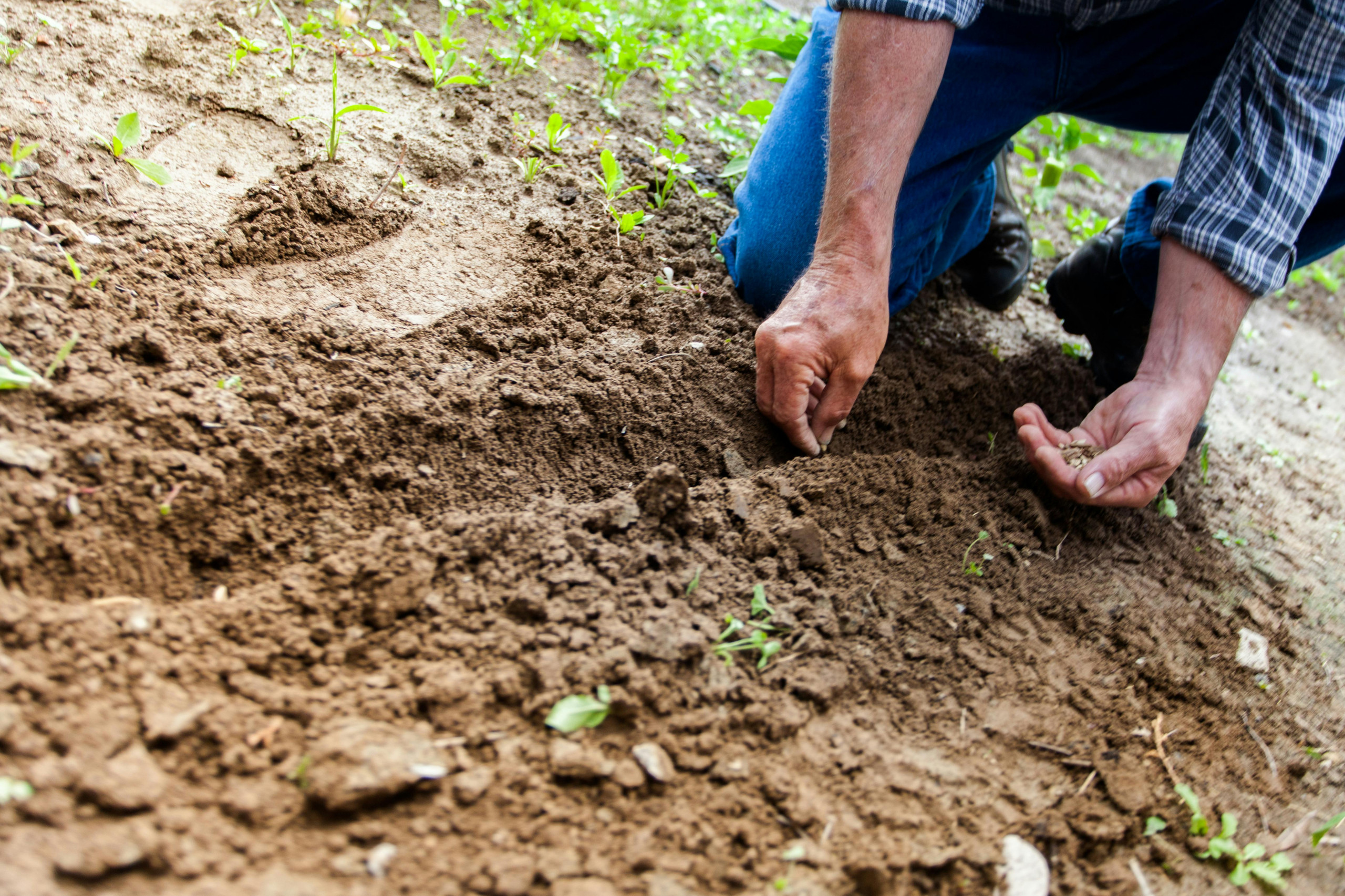 Somebody with their hands in soil, planting seeds